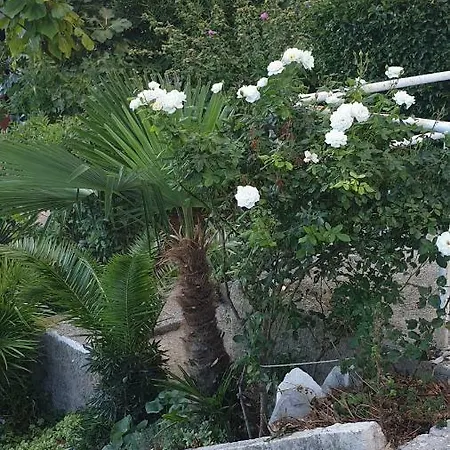Apartman Vista Blu